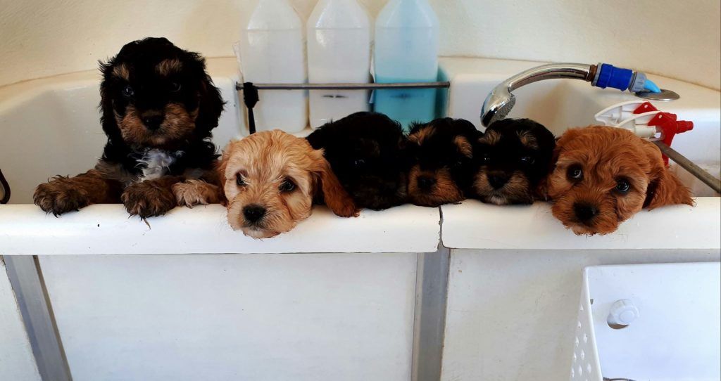 puppies, puppies in a tub, puppy groom, mobile dog grooming, puppy wash, mobile dog grooming, cute puppies, puppies in a tub 