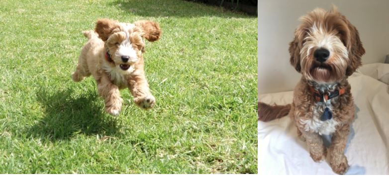 puppy grown up, Labradoodle, Labradoodlepuppy, cute puppy, Labradoodle grown up