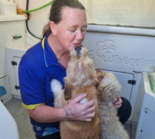 Jo, Blue Wheelers Baldivis. WA. Dog Groomer