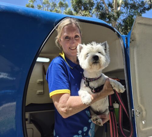 Tracey, Blue Wheelers Karrinyup WA. Dog Groomer