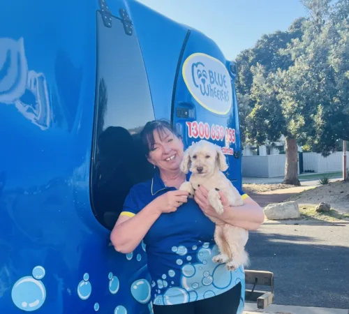 Meredith from Blue Wheelers Torquay with a dog