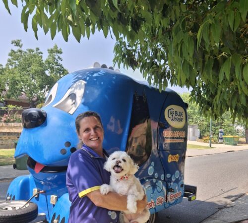 Jenny, Dog Groomer, Blue Wheelers Applecross, WA