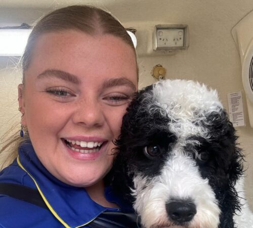 Lacey, Blue Wheelers Labrador QLD Dog Groomer