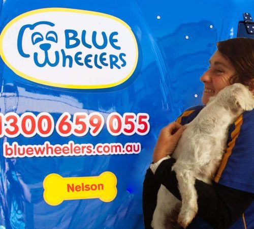 Lady holding dog, cute dog, woman holding dog, blue wheelers logo, dog grooming uniform, grooming salon, mobile grooming salon, blue dog, dog trailer, mobile dog grooming salon, female groomer, female dog groomer, lady dog groomer, cute dogs, mobile dog wash trailer, mobile dog groomer, cute dogs, dog, dogs, cute puppy, pup,