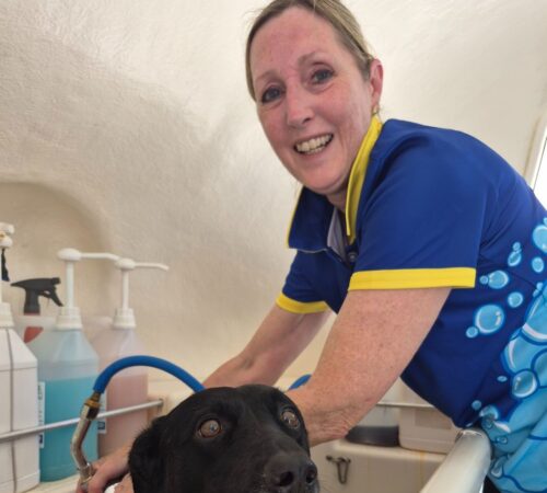 Tracey, Blue Wheelers Karrinyup WA. Dog Groomer