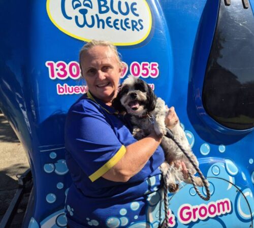 Elise, Dog Groomer, Blue Wheelers Kenmore, Qld
