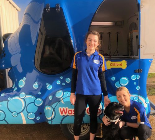dog grooming uniform, grooming salon, mobile grooming salon, blue dog, dog trailer, mobile dog grooming salon, female groomer, female dog groomer, lady dog groomer, cute dogs, mobile dog wash trailer, mobile dog groomer, cute dogs, dog, dogs, cute puppy, pup, groomer grooming dog