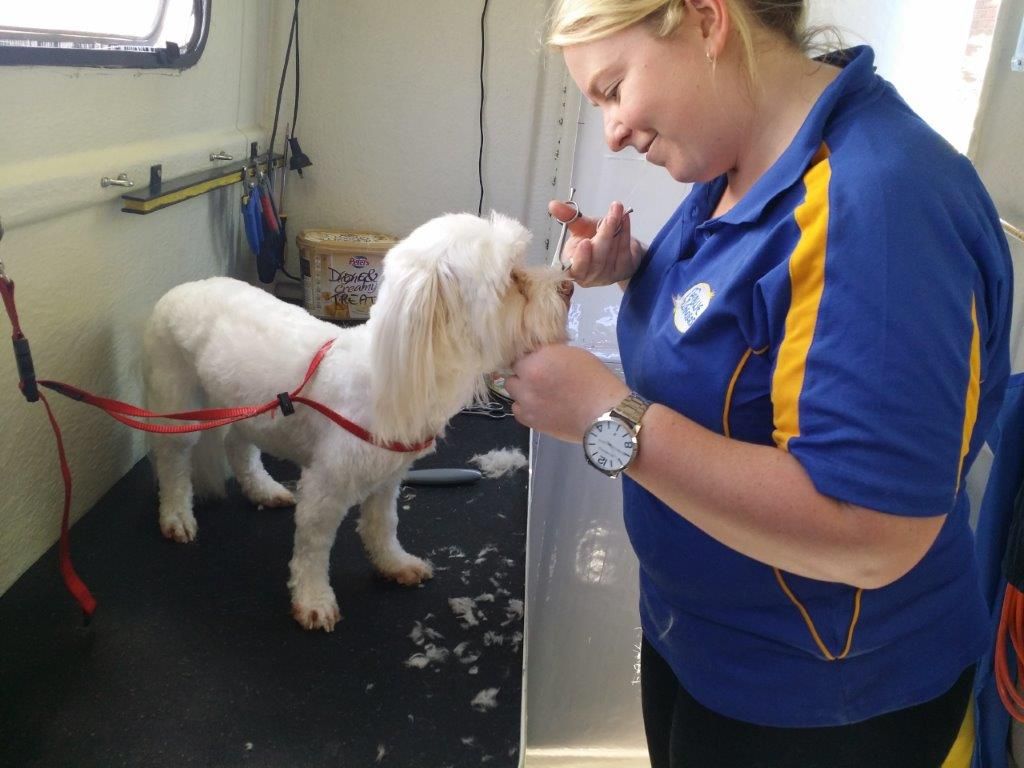 Blue Wheelers Training for new Franchisees!