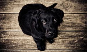 dog-training-advice-series-teaching-your-dog-to-sit