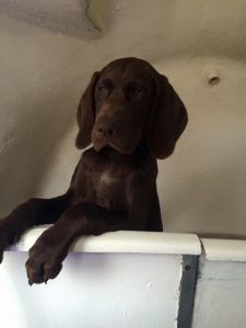 chocolate-lab-cute-labs