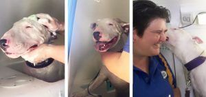 cute-dogs-groom-wash