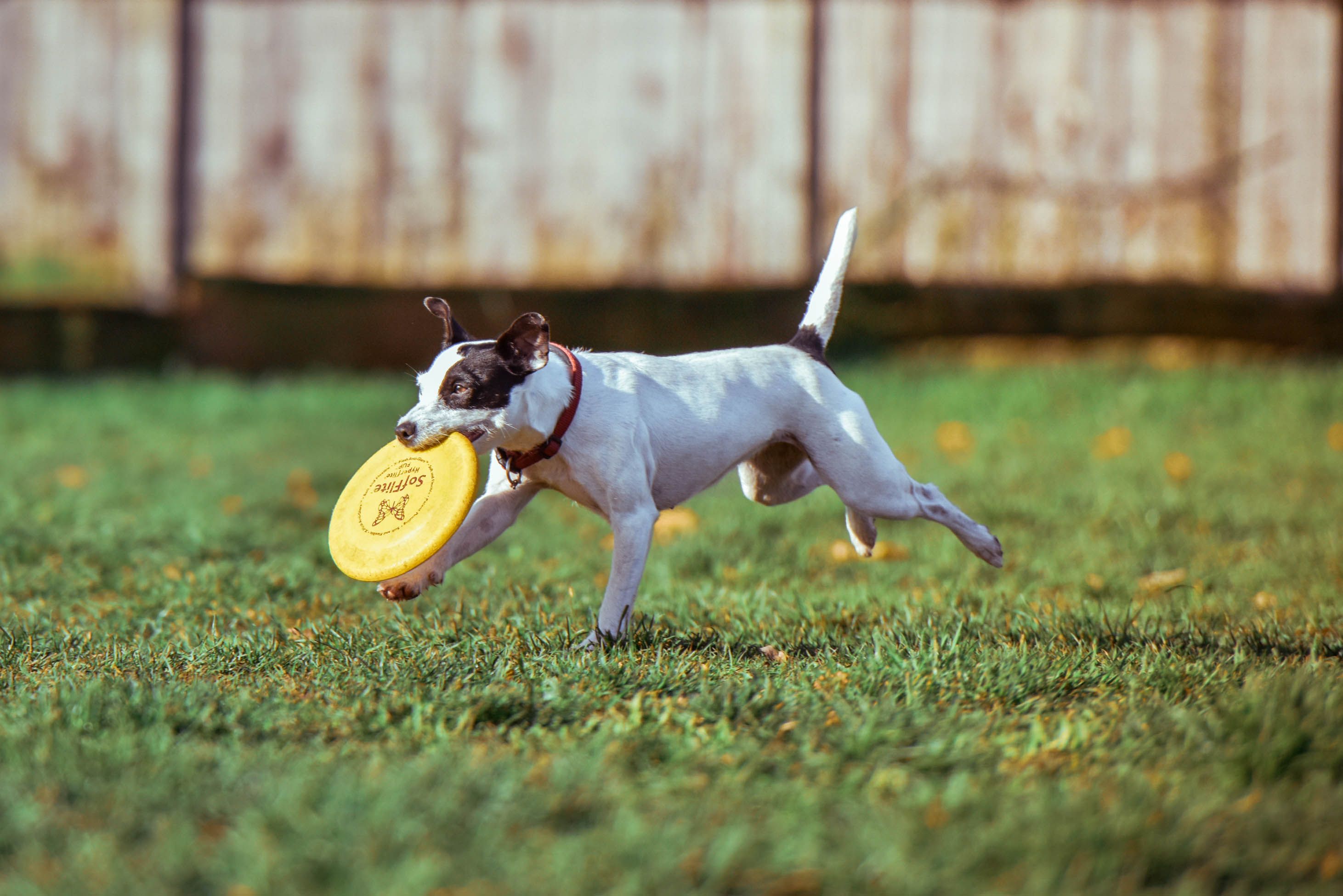 Best dog groomers and dog parks in Brisbane Blue Wheelers