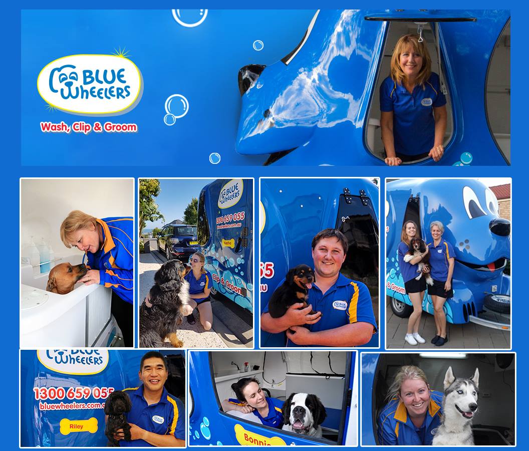 dog grooming franchise, mobile dog grooming, cute dog, dogs QLD, dog lover, black and white dog, cute puppy, puppy, dog scarf , dog collar, dog wash, dog in park, dog makeover