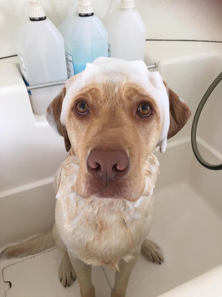 dog grooming franchise, mobile dog grooming, cute dog, dogs, dog lover, tan lab, cute puppy, puppy, dog wash, dog makeover, soapy dog, Labrador, cute labs