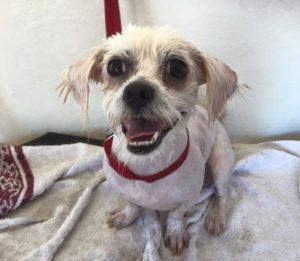 Dog groomer, dog groom before and after Dog groomer, dog groom before and after