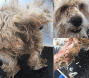 Dog groomer, dog groom before and after Dog groomer, dog groom before and after