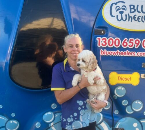 Lauren, Blue Wheelers Mango Hill, QLD. Dog Groomer