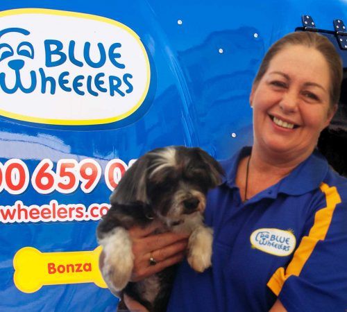 Lady holding dog, cute dog, woman holding dog, blue wheelers logo, dog grooming uniform, grooming salon, mobile grooming salon, blue dog, dog trailer, mobile dog grooming salon, female groomer, female dog groomer, lady dog groomer, cute dogs, mobile dog wash trailer, mobile dog groomer, cute dogs, dog, dogs, cute puppy, pup