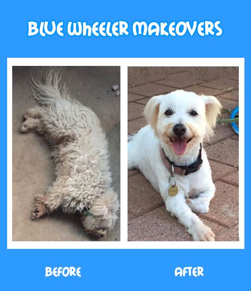 Blue Wheeler makeovers, dog before and after, before and after dog grooming, beautiful dog, dog whitening shampoo, how to whiten a discolored dog coat, dog makeovers, grooming, dog clips