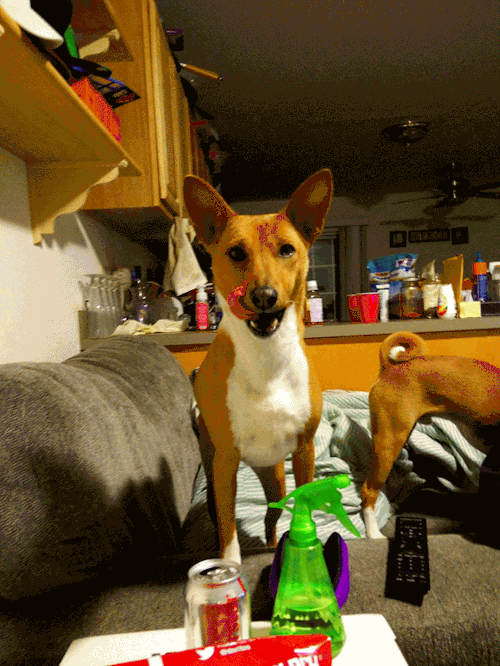 dogs, interesting facts about dogs, Basenji
