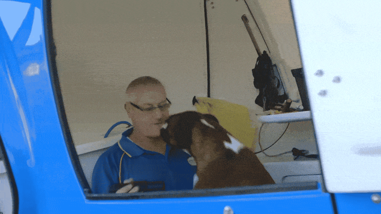 mobile dog groomer, grooming boxer, life of a groomer, dog kisses, what it's like to be a dog groomer, pet groomer,