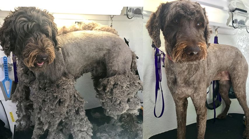 Labradoodle , mobile dog grooming, importance of grooming, Grooming needs for Oodles, Poodle mixed, grooming dogs, mobile dog groomer, before and after grooming, groomer, matted dogs, 