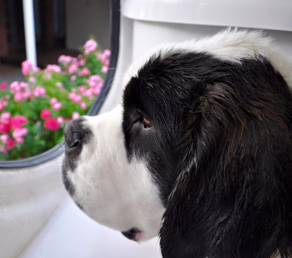 renting , millennials are buying homes , buying hosue, dogs, buying house for dogs