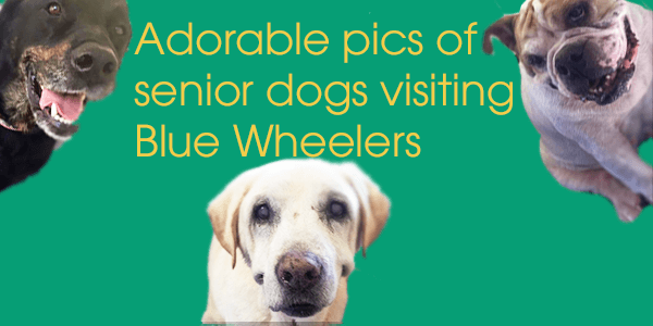 Senior Dogs, grooming for Senior Dogs, cute Senior Dogs, Senior Dogs being groomed