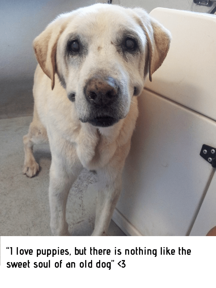 old Labrador , adorable old dog, cute old dog, old Labrador , senior dog, old dog quotes , senior dog quotes, I love puppies, but there is nothing like the sweet soul of an old dog