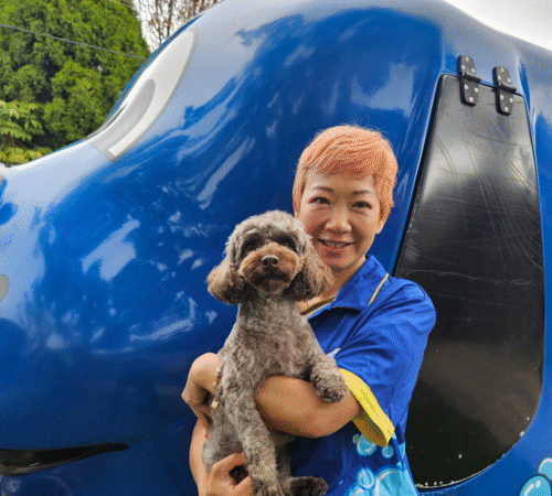 Hera, Blue Wheelers Strathfield. NSW. Dog Groomer.