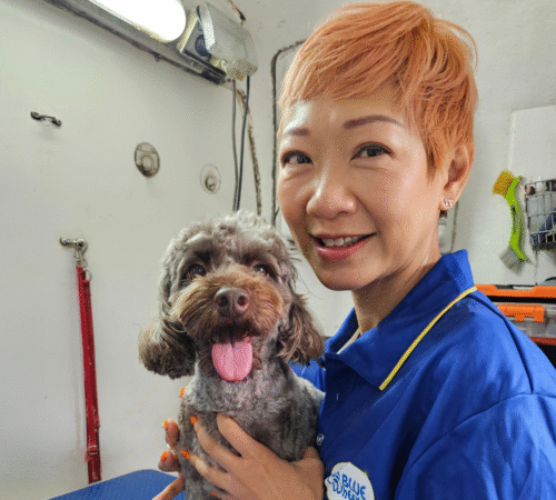 Hera, Blue Wheelers Strathfield. NSW. Dog Groomer.