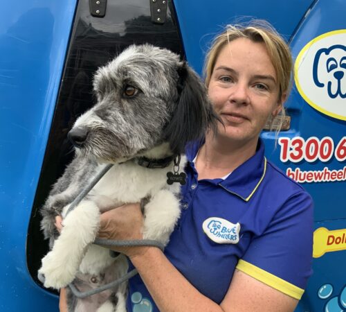 Helen, Blue Wheelers Richmond. NSW. Dog Groomer.