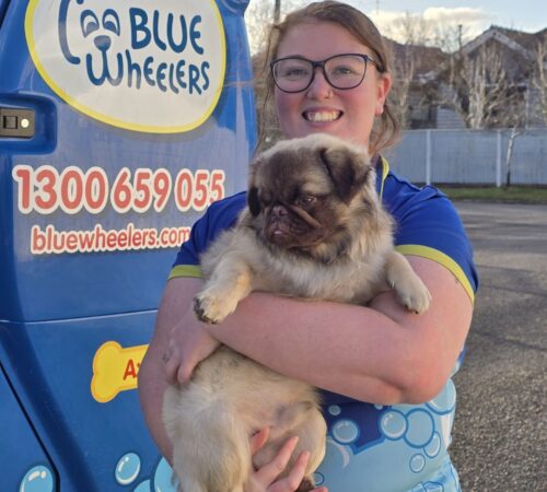 Jess, Mobile Dog Groomer, Wheelers Sebastopol, Vic