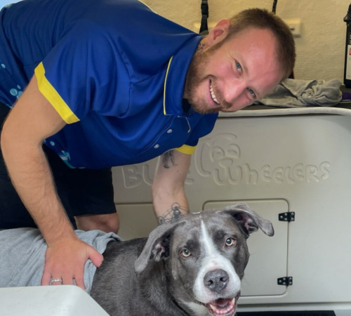 Jack, Blue Wheelers Lismore, NSW - Dog Grooming