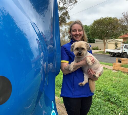 Allie Blue Wheelers Williamstown, Dog Groomer. SA