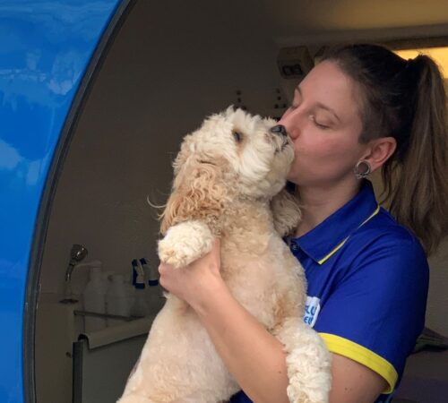 Allie Blue Wheelers Williamstown, Dog Groomer. SA