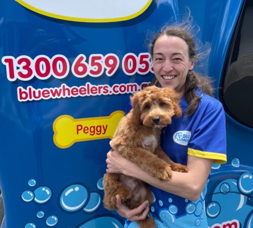 Kirsten, Blue Wheelers Albany Creek, QLD. Dog Groomer