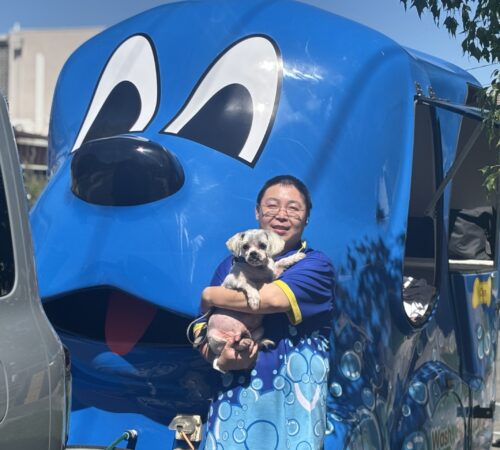 Chen Blue Wheelers Endeavour Hills VIC. Dog Groomer