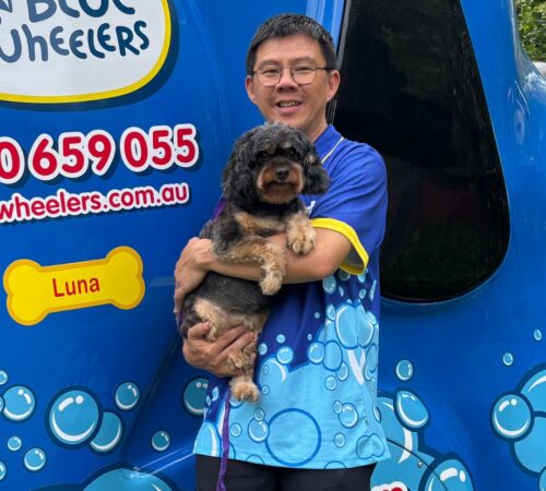 Ferdi, Blue Wheelers Wantirna. Dog Groomer