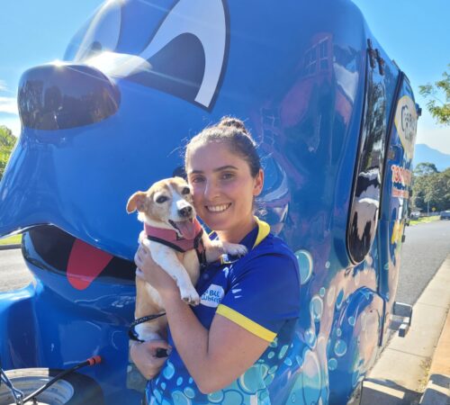 Grace, Blue Wheelers Kiama. Dog Groomer