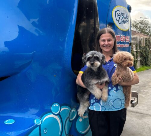 Mandy, Blue Wheelers Knoxfield. Dog Groomer