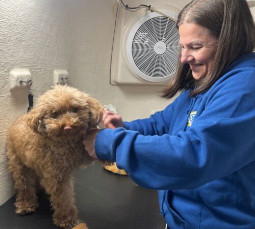 Mandy, Blue Wheelers Knoxfield. Dog Groomer
