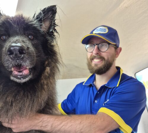 Charlie Blue Wheelers Bassendean WA. Dog Groomer