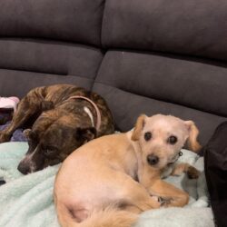 Blue Wheelers