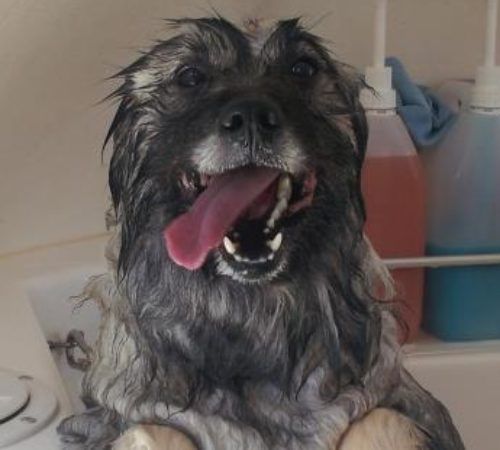 cute dog, dog being washed, dog wah, dog in a hydrobath, dogs, dog wash