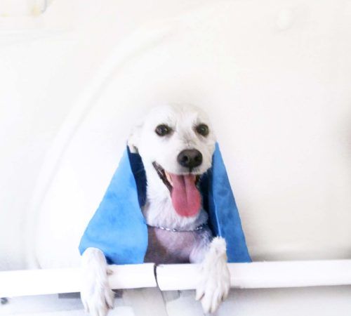 cute dog, cute white dog, dog, white dog, fluffy dog, happy dog, dog in a tub, dog in a hydrobath, dog in a grooming salon, dog wearing a towel