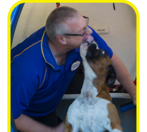 Staffy x Bullmastiff giving a kiss to a mobile dog groomer, Staffy x Bullmastiff, mobile dog groomer, dogs, cute dog, Staffy x Bullmastiff